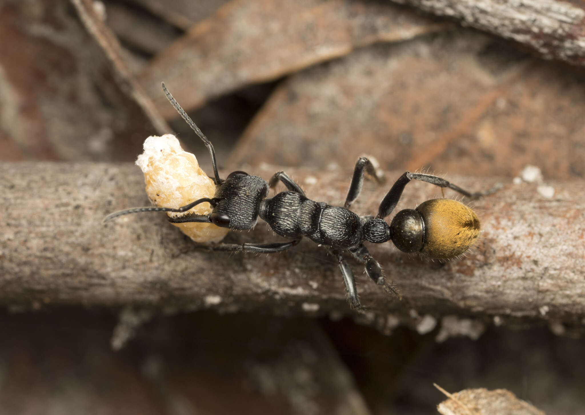 Image of Myrmecia queenslandica Forel 1915