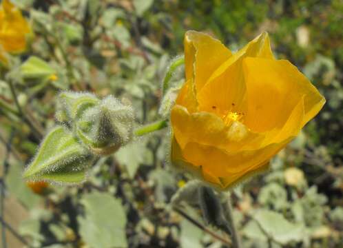 Image of Palmer's Indian mallow