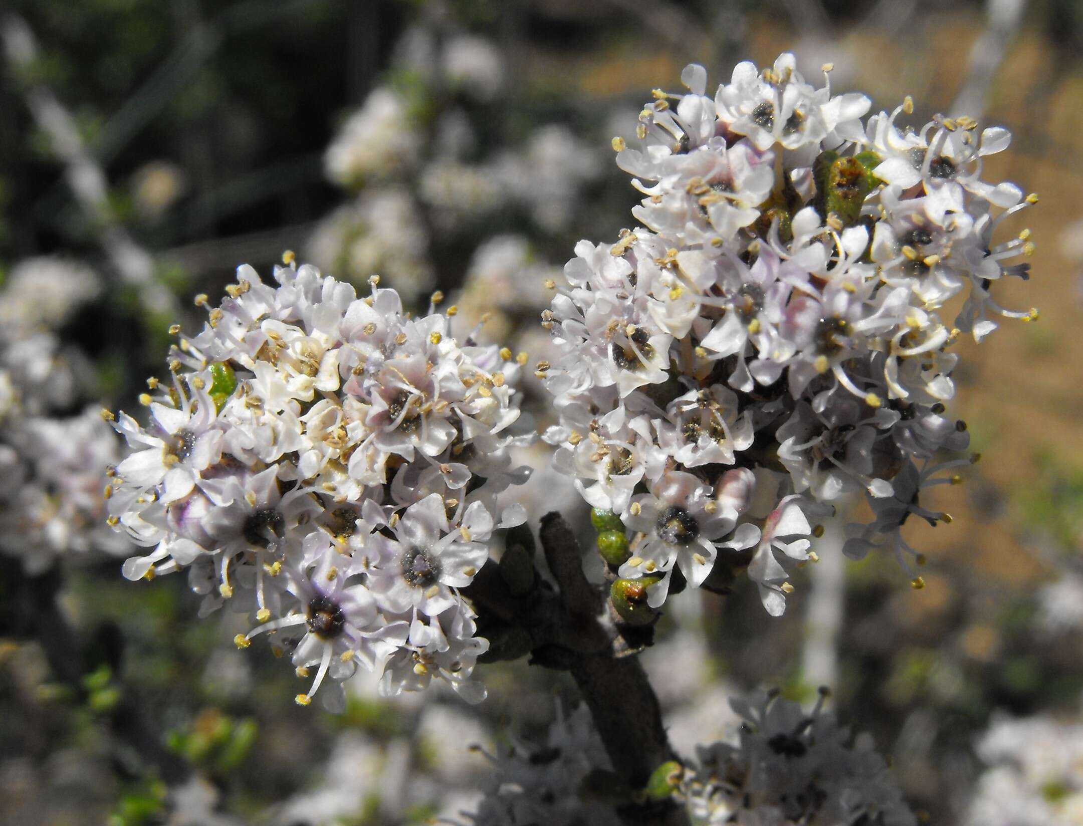 Image of Vail Lake ceanothus