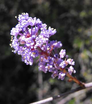 Image of woolyleaf ceanothus