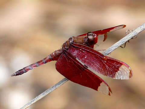 Image of Black Stream Glider