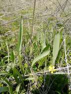 Image of Wild tulip