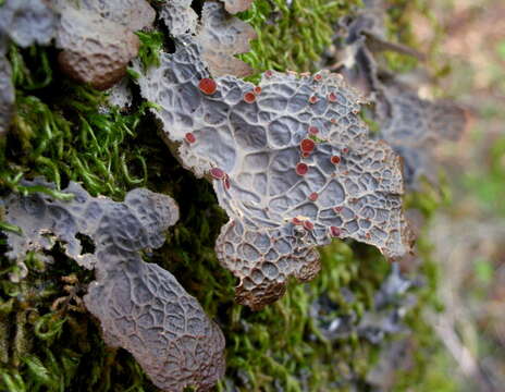 Image of Anomalobaria