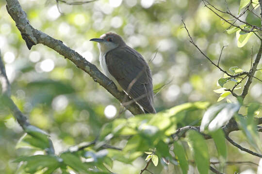 Image of Black-billed Cuckoo