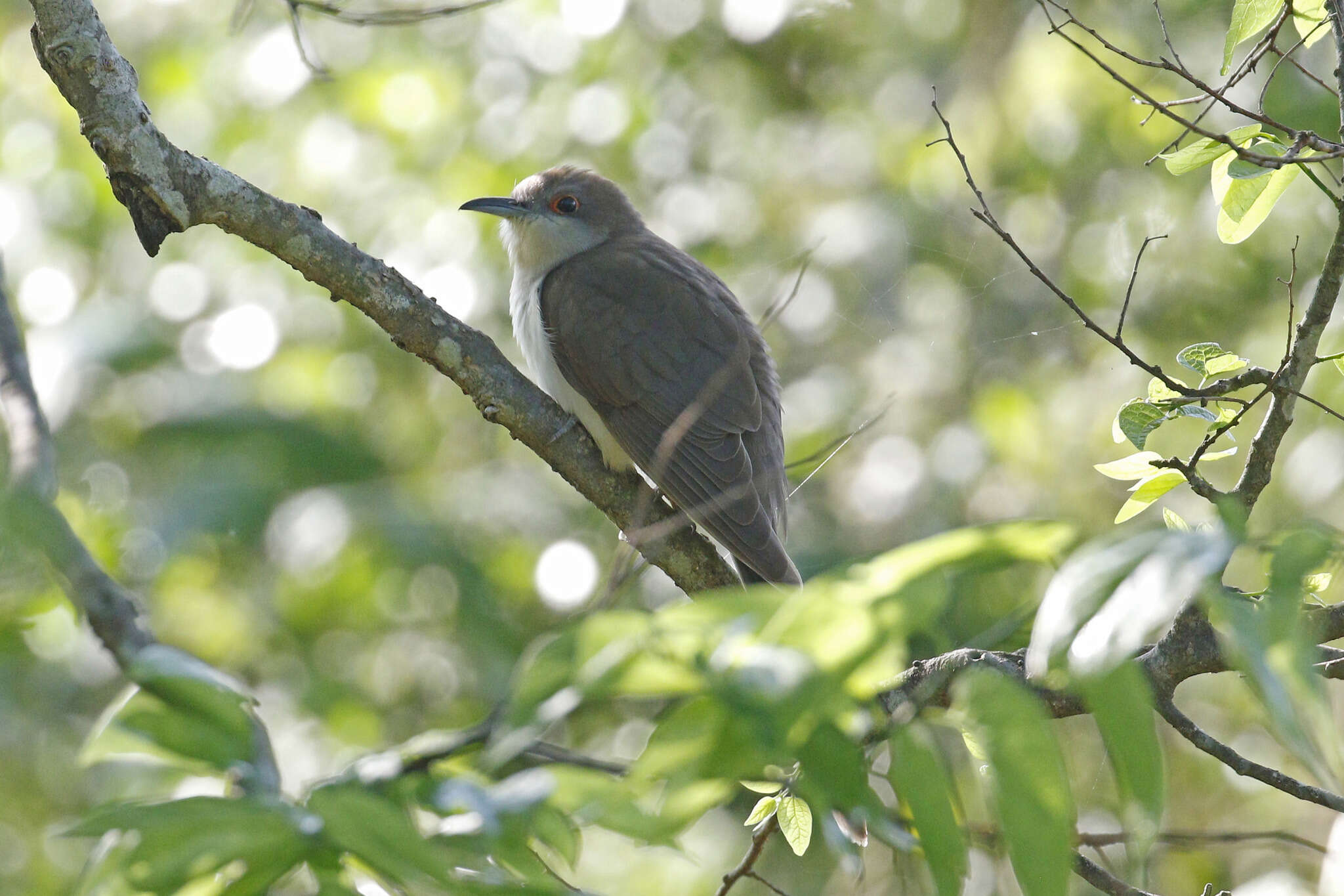 Image of Black-billed Cuckoo