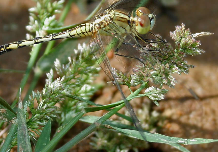 Image of Diplacodes trivialis (Rambur 1842)