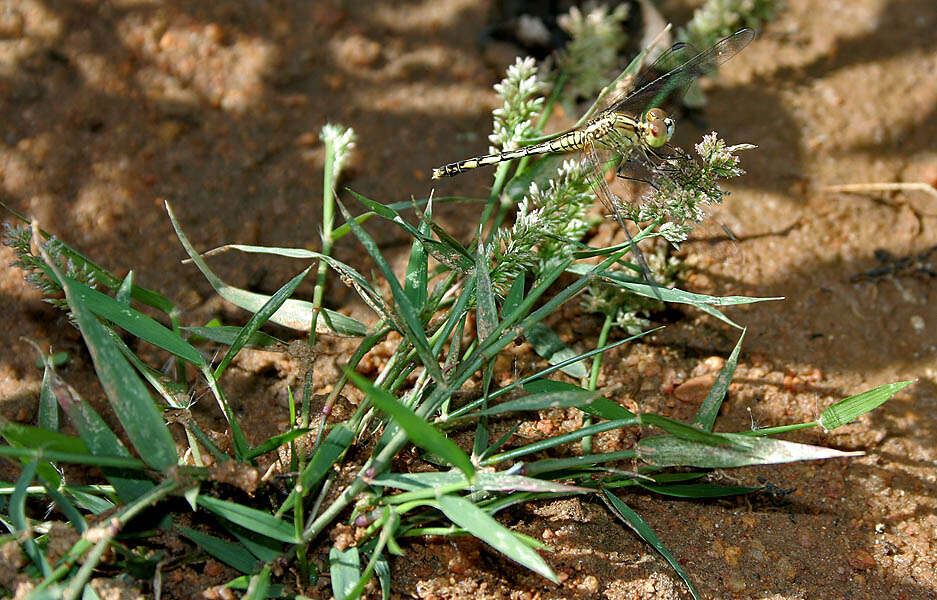 Image of Diplacodes trivialis (Rambur 1842)