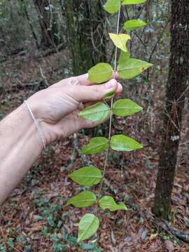 Image de Sageretia minutiflora (Michx.) Trel.