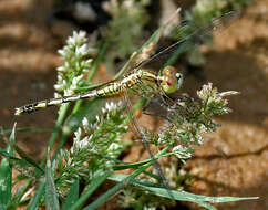 Image of Diplacodes trivialis (Rambur 1842)