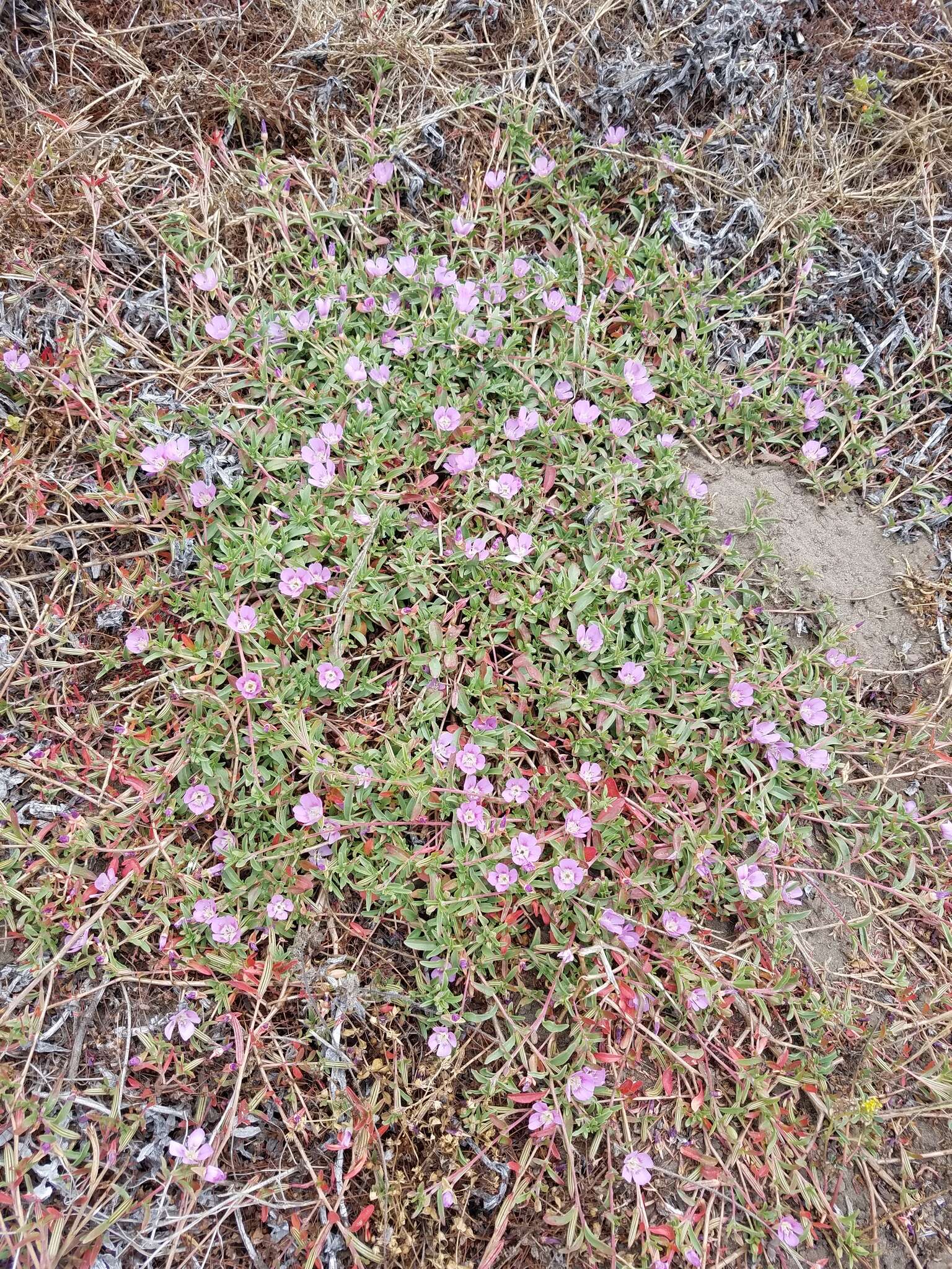 Plancia ëd Clarkia prostrata H. & M. Lewis