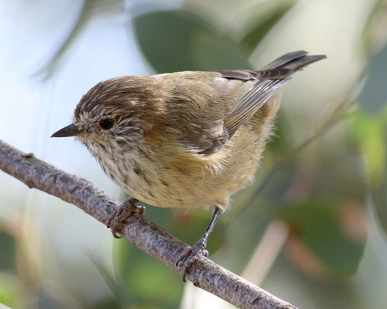 Image of Striated Thornbill