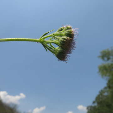 Image of flat-top whiteweed