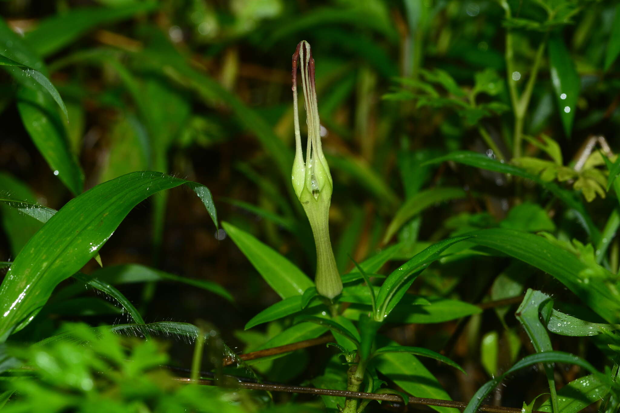 Image de Ceropegia attenuata Hook.