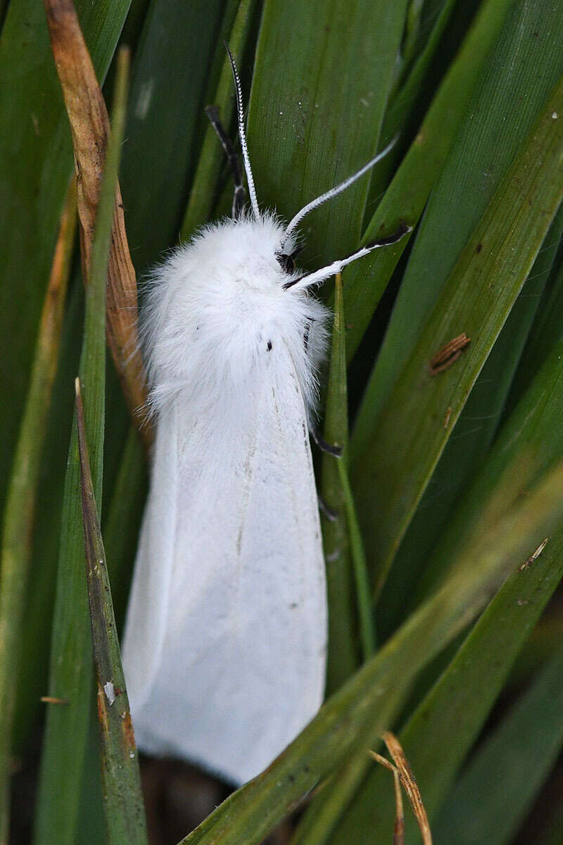 Image of water ermine