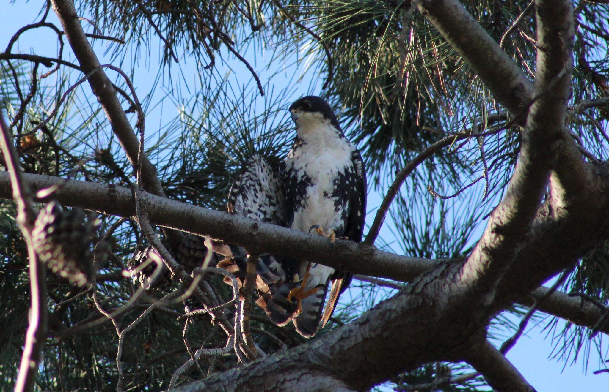 Imagem de Accipiter melanoleucus melanoleucus Smith & A 1830