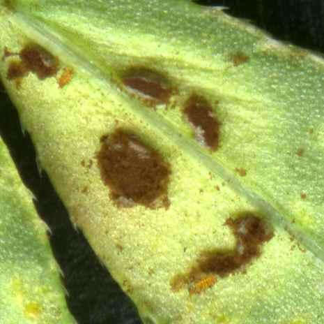 Plancia ëd Puccinia punctata Link 1816