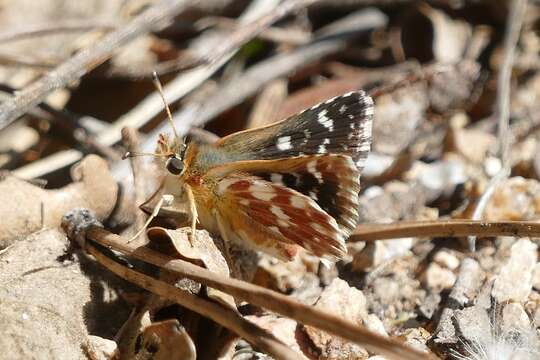 Image of red underwing skipper