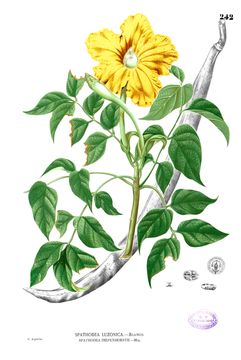 Image of siala