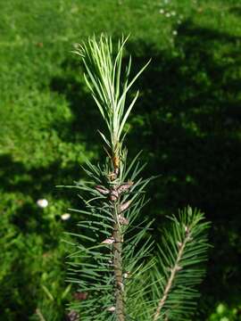 Image of Douglas Fir