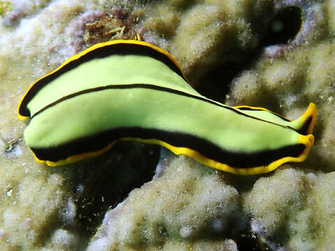 Image of Flatworm