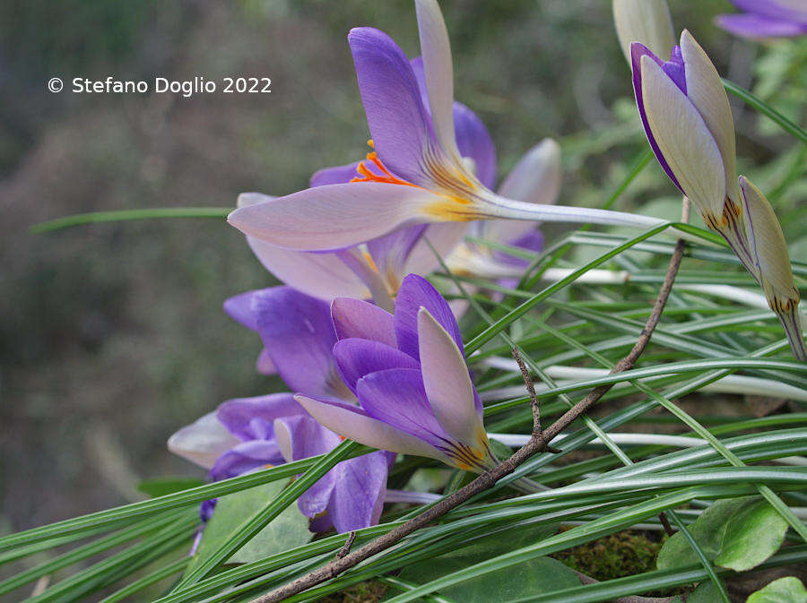 Image of early crocus