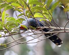 Image of Chestnut-bellied Malkoha