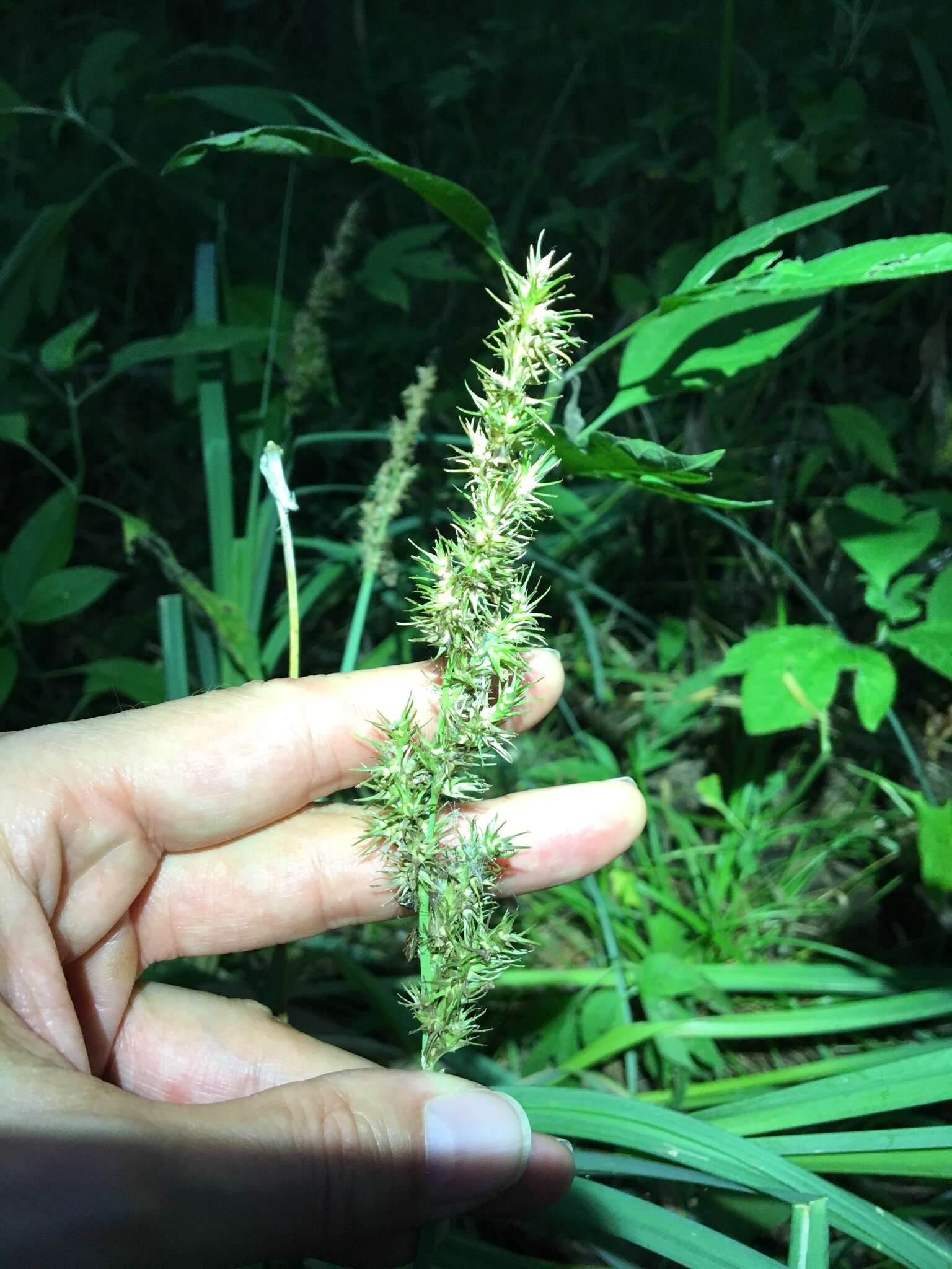 Image of Raven-Foot Sedge