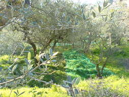 Image of olive tree