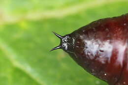 Слика од Orthosia gracilis Schiffermüller 1775