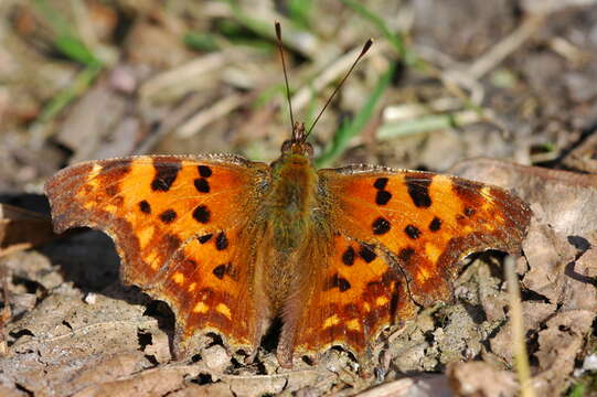 Image of Comma