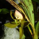 Image de Cycnoches haagii Barb. Rodr.