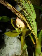 Cycnoches haagii Barb. Rodr.的圖片