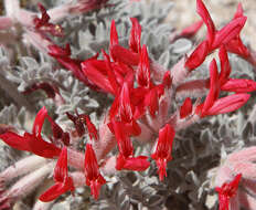 Image of scarlet milkvetch