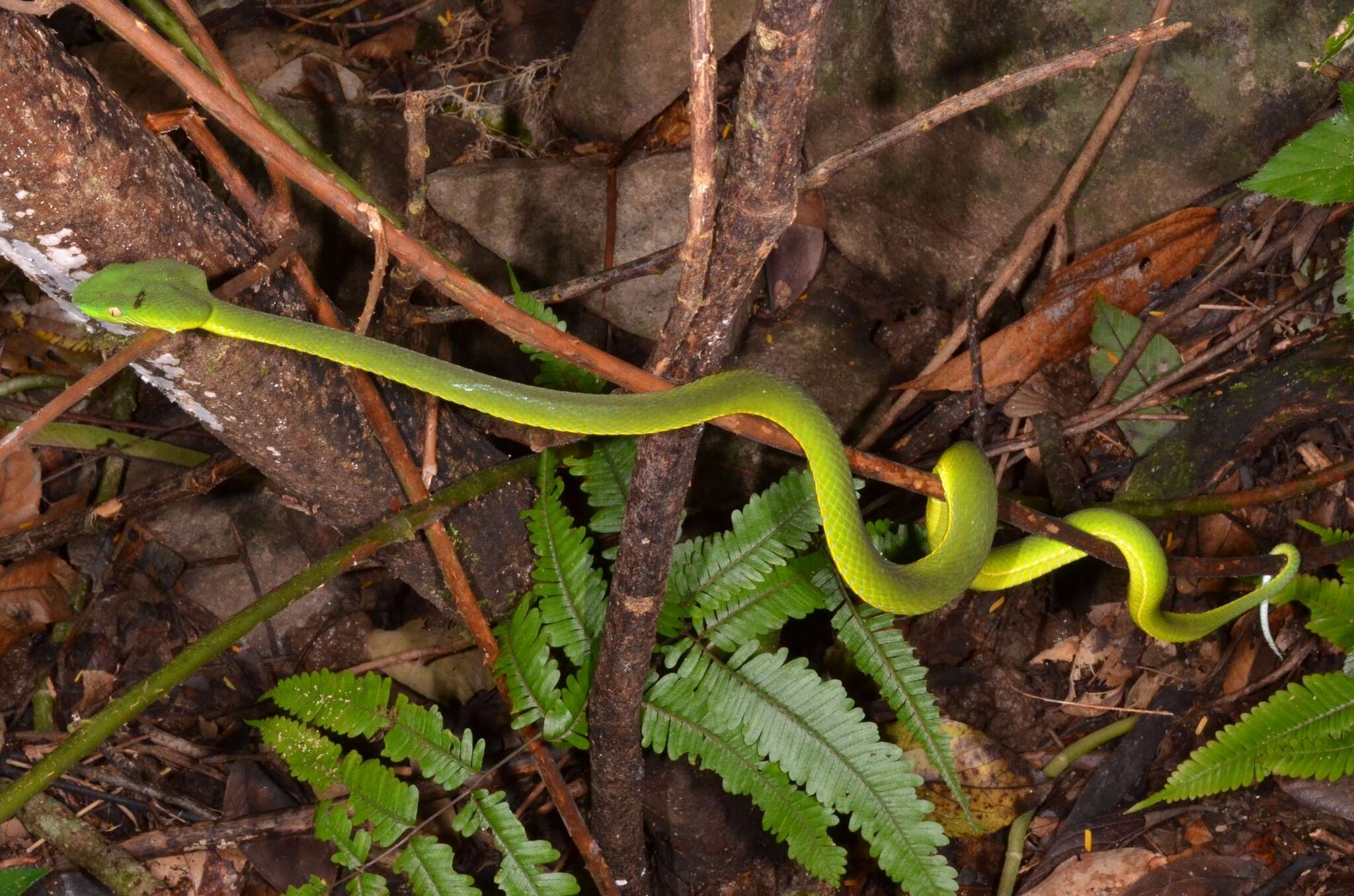 Image of Trimeresurus vogeli David, Vidal & Pauwels 2001