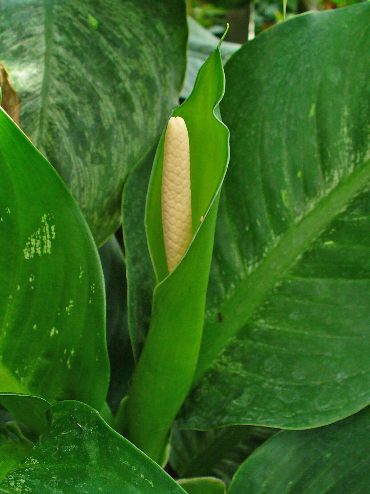 Image of dumbcane