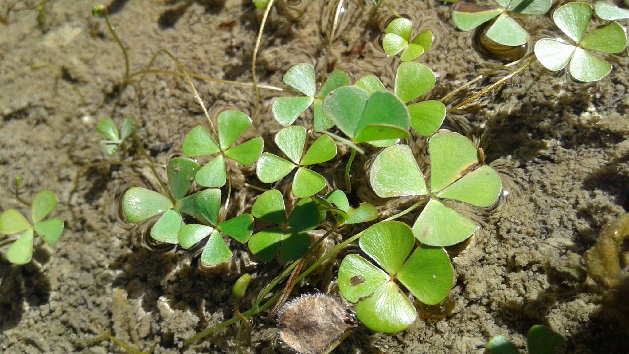 Image of hairy waterclover