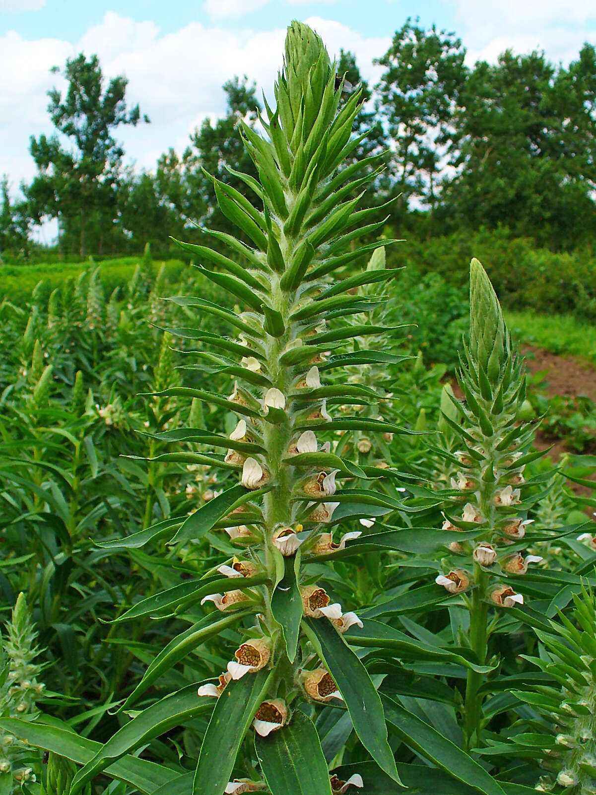 Image of Grecian foxglove