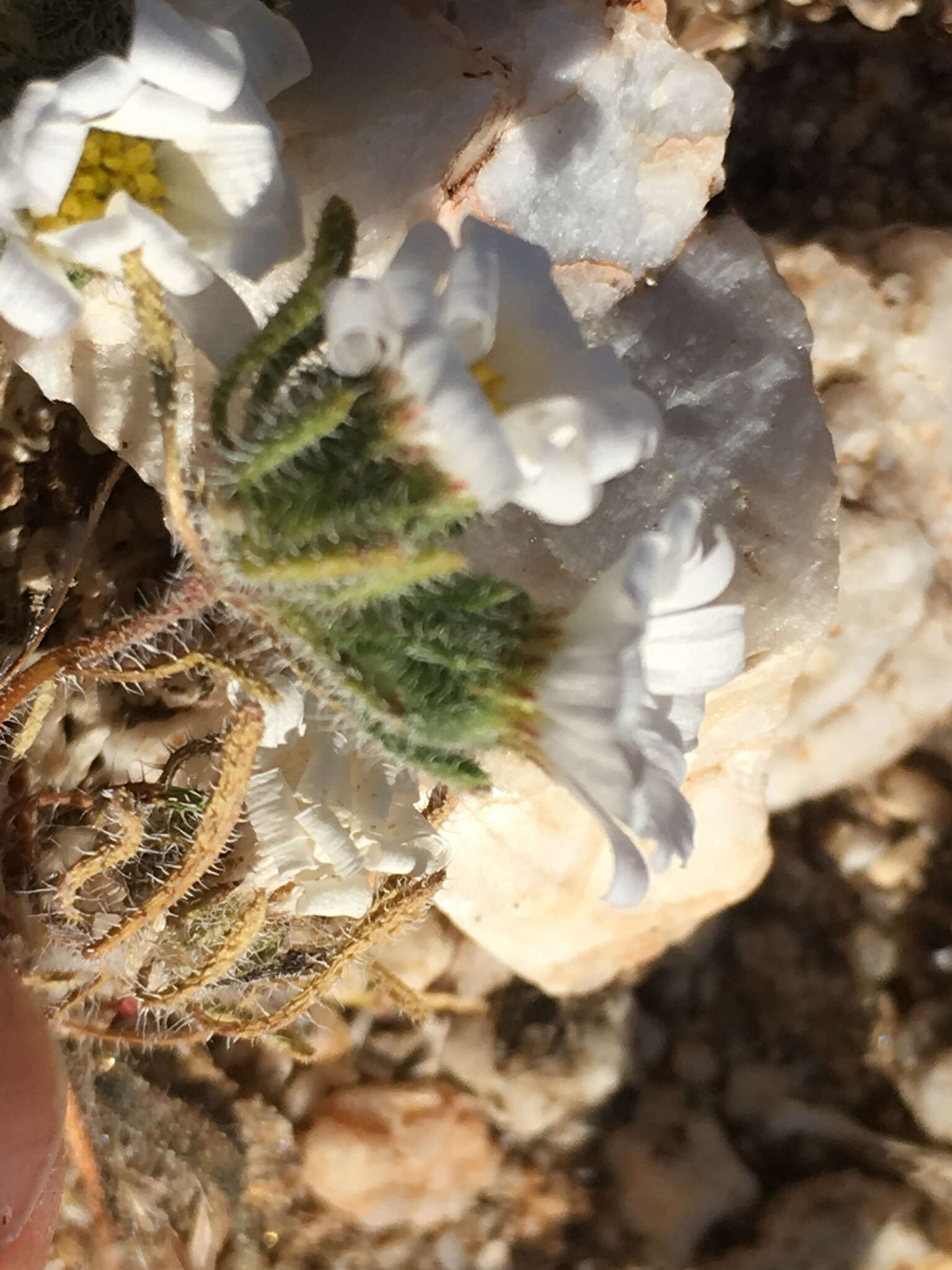 Image of Mojave desertstar