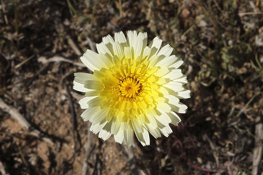 Image of smooth desertdandelion