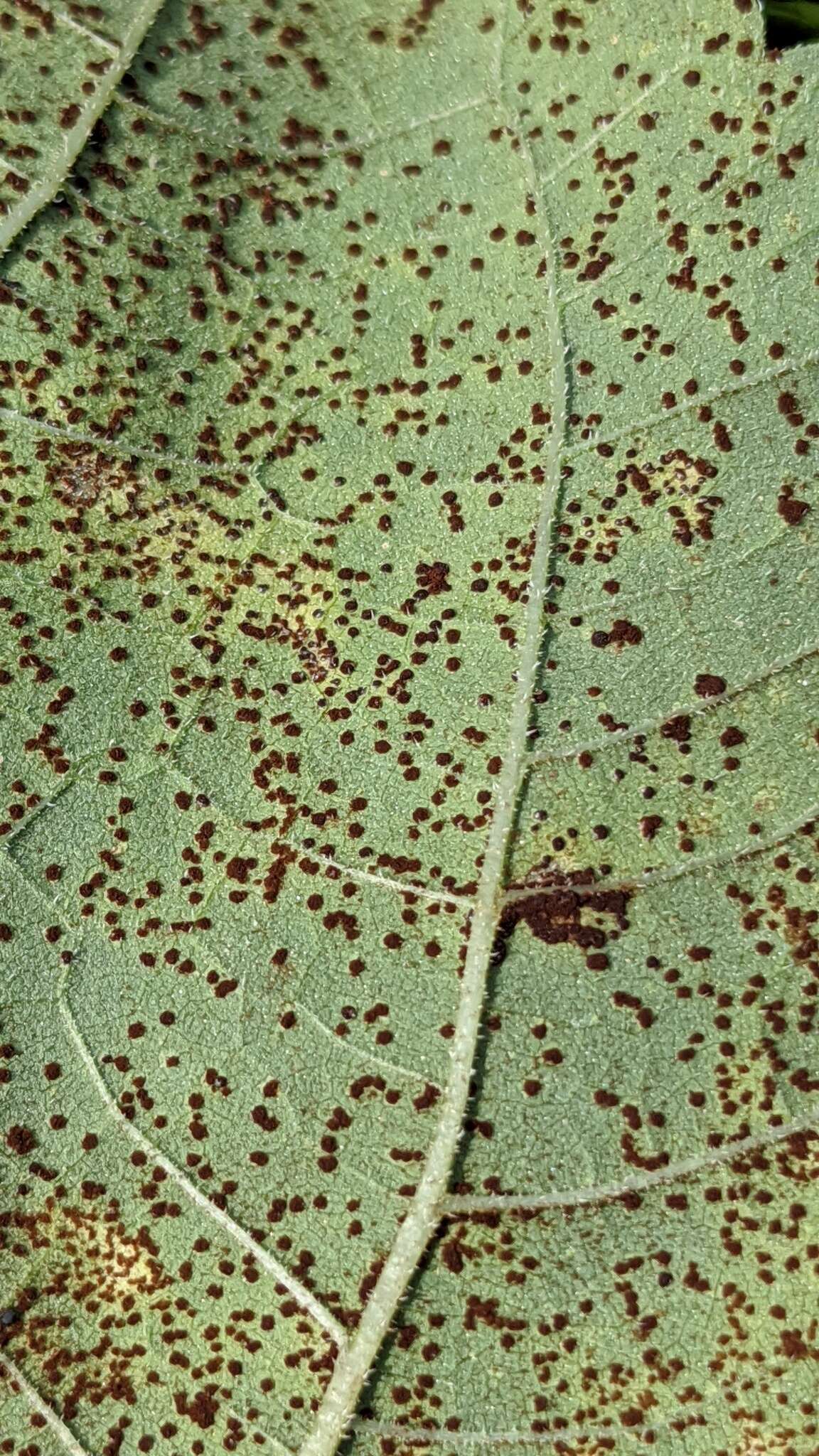 Image of Puccinia helianthi Schwein. 1822