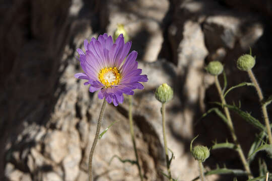 Image of Mojave woodyaster