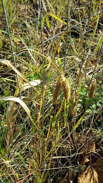 Image of Foxtail millet