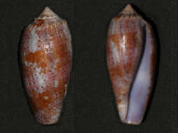 Image of tulip cone