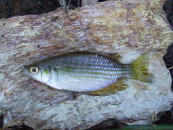 Image of Checkered rainbowfish