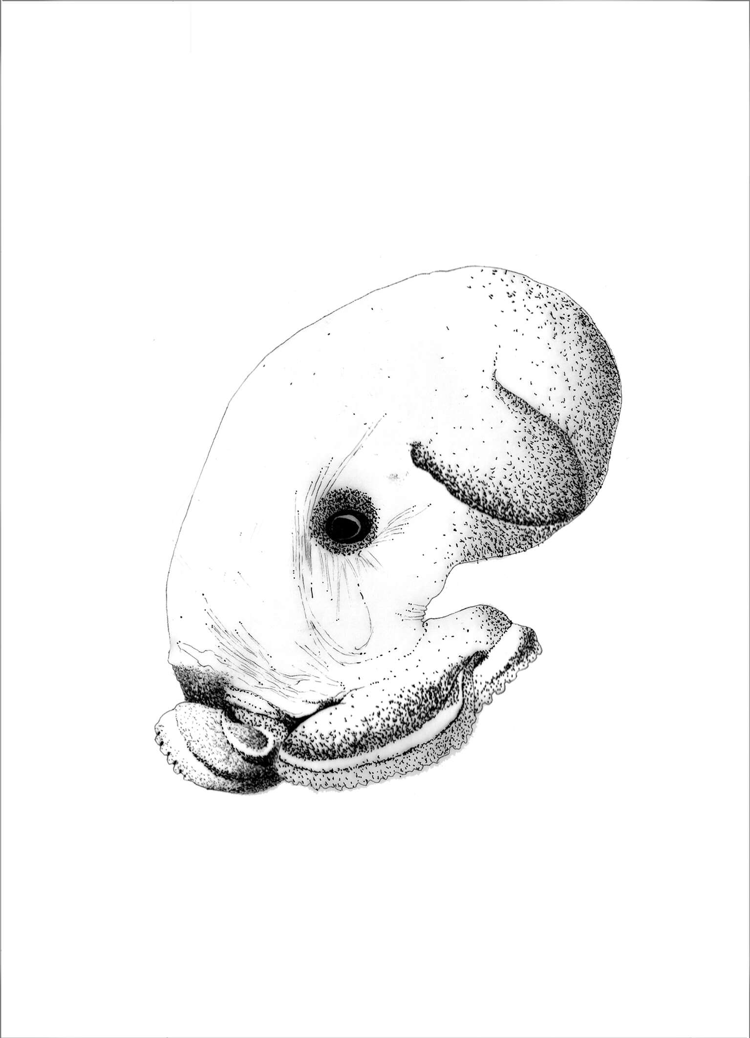 Image of Dumbo octopus