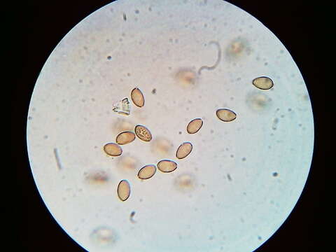 Image of Agrocybe flexuosipes (Peck) Beker & U. Eberh.