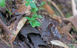 Image of Lasiophila prosymna Hewitson 1857