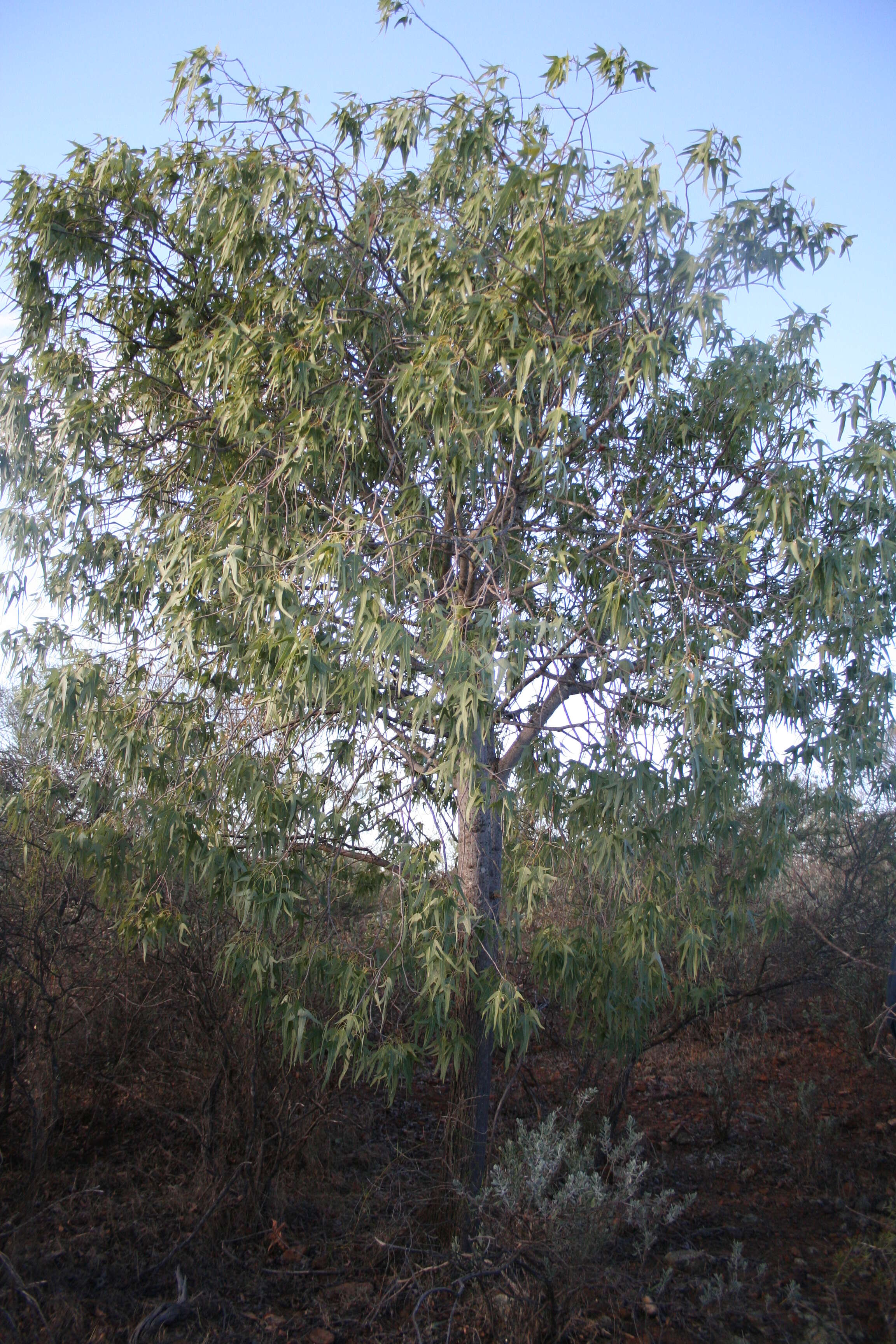 Image of Brachychiton gregorii F. Müll.