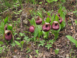 Image of Tibetian Cypripedium