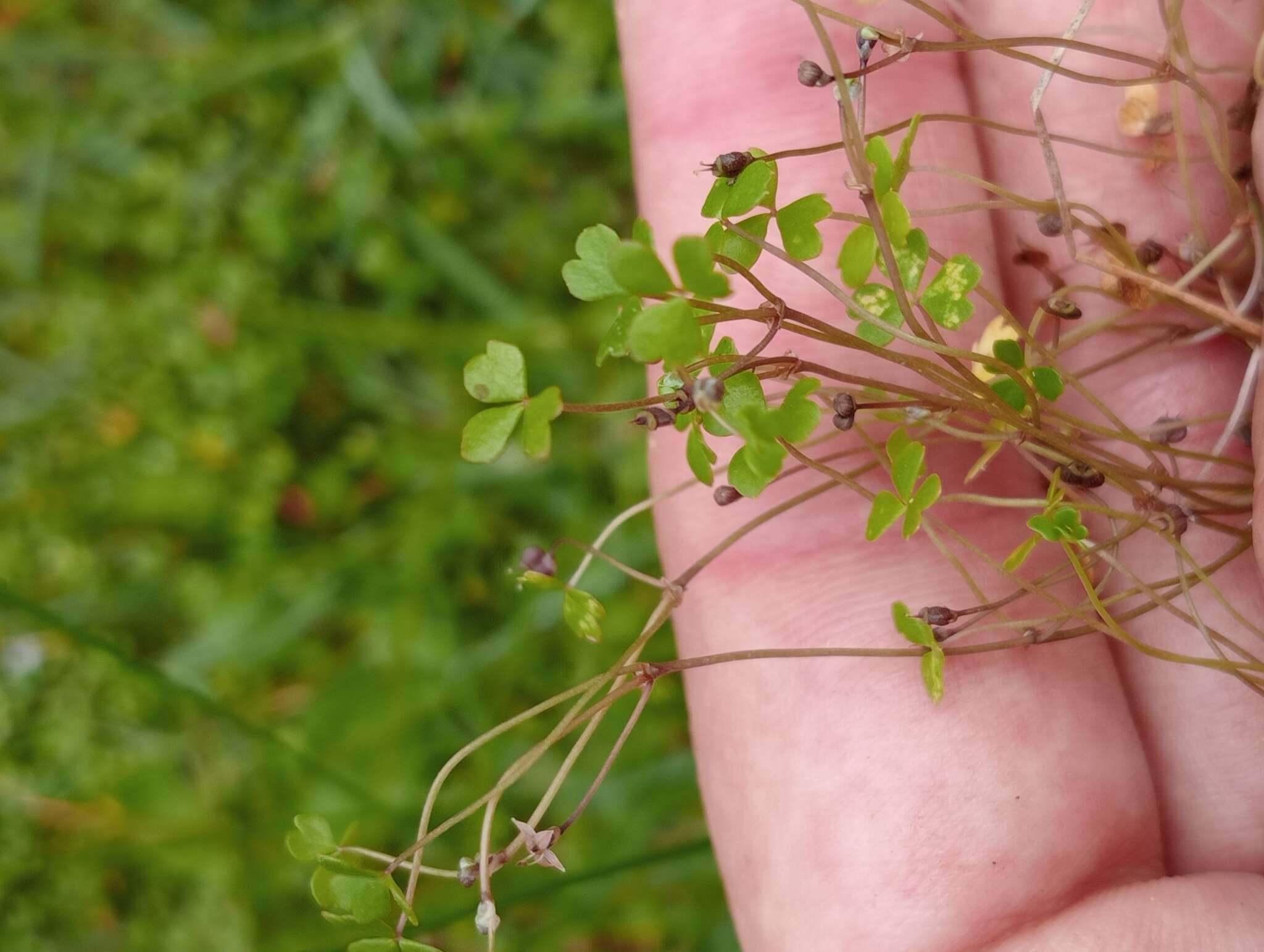 Image of Hydrocotyle tripartita var. hydrophila (Petrie) Cheesem.